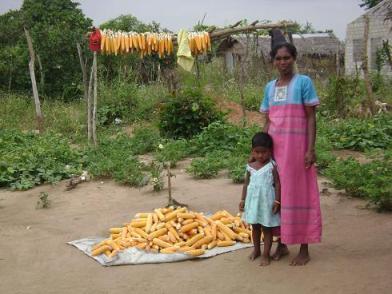 spme%20maize%20seeds%20preserved-Mulliwadduvan-19th%20Feb.jpg