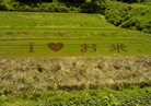 山清水米