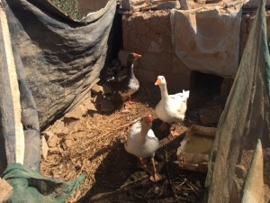 20161006_JD_02_Two ducks in the garden