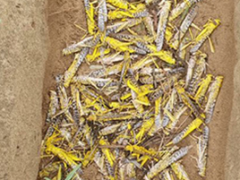 Image of locusts from our preliminary inspection of the area