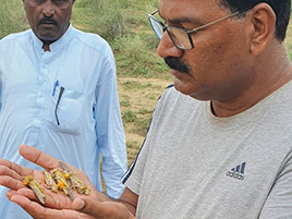 Image of locusts from our preliminary inspection of the area